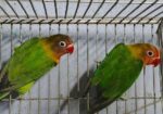 গ্রিন ফিসার লাভবার্ড