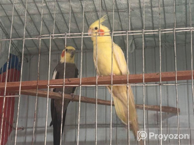 Cocotail Bird