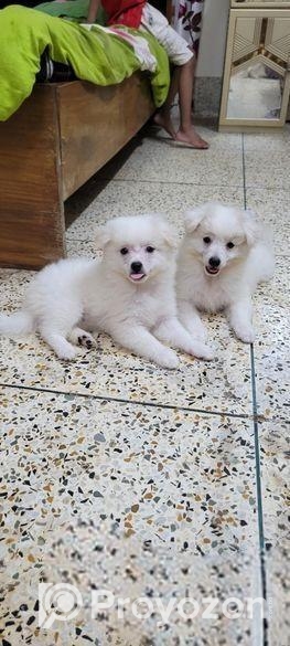 Dog sell