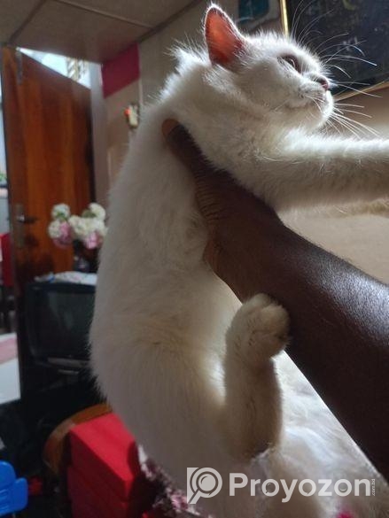 Persian Female Cat