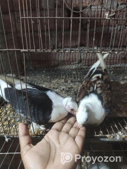 Sartin Baby Kobutor