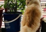 Male Found Color Active Cat