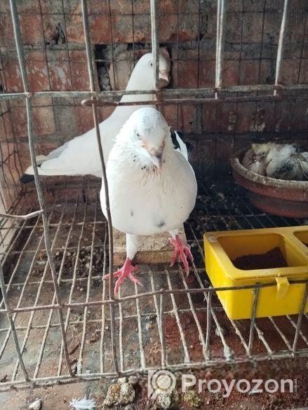 কবুতর
