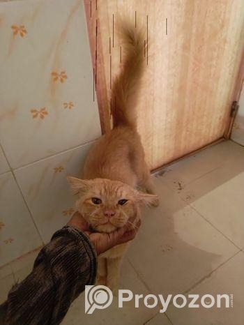 Orange Persian Cat