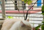 Male Found Color Active Cat