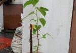 মাল বেরী গাছ