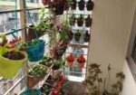 60 Pis Balcony Plants