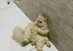 Male Found Color Active Cat