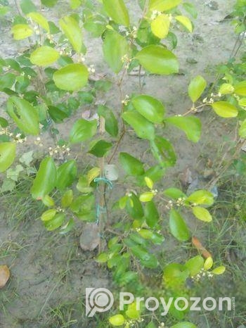 বরই গাছ