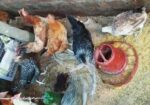 দেশী মুরগী প্লাস পাকিস্তানি ফাউমি