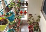 60 Pis Balcony Plants