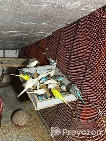 Cute Bajrigar Birds Baby