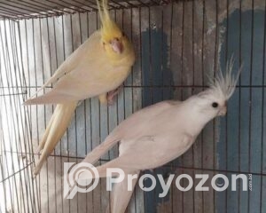 fitted-26_2025-10-01_10-48-02