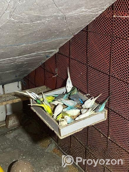 Cute Bajrigar Birds Baby