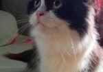 Persian Felame Cat