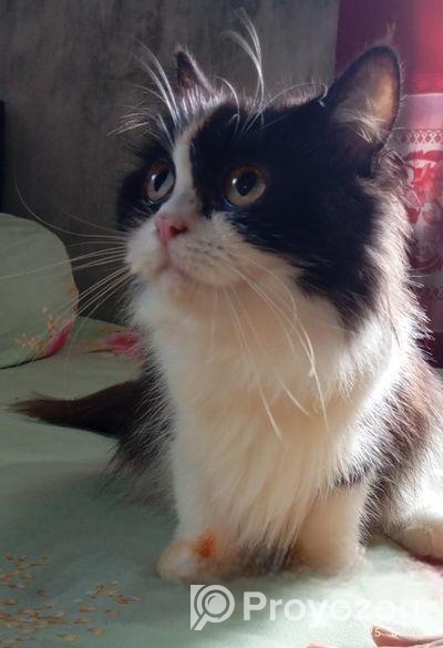 Persian Felame Cat
