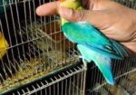 love bird