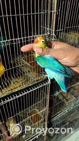love bird