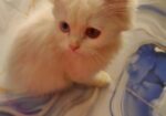 Cat for sale