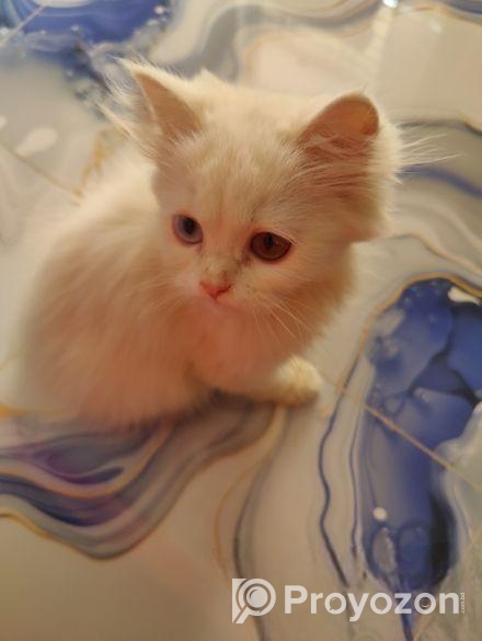 Cat for sale