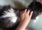 Persian Felame Cat