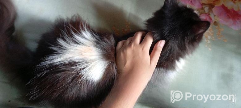 Persian Felame Cat