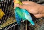 love bird