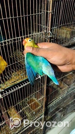 love bird