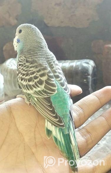 Bajrika pakhi