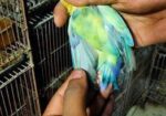 love bird