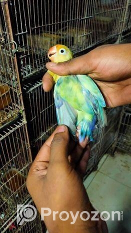 love bird