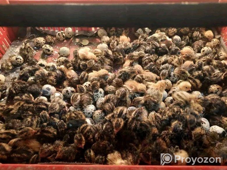 কোয়েল পাখির বাচ্চা