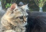 Cat Sell Post