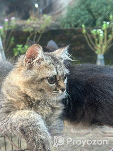 Cat Sell Post
