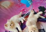 Persian cat