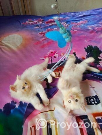 Persian cat