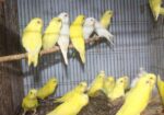 লোটিনো/এলভিনো বাজরিগার (লাল চোখ)