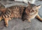 Pure Persian Male Cat..