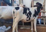 হলেস্টান ফ্রিজিয়ান রানী বকনা বিক্রয় করা হবে।