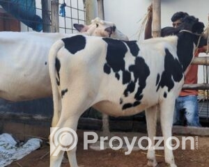 fitted-30_2025-10-29_17-32-56