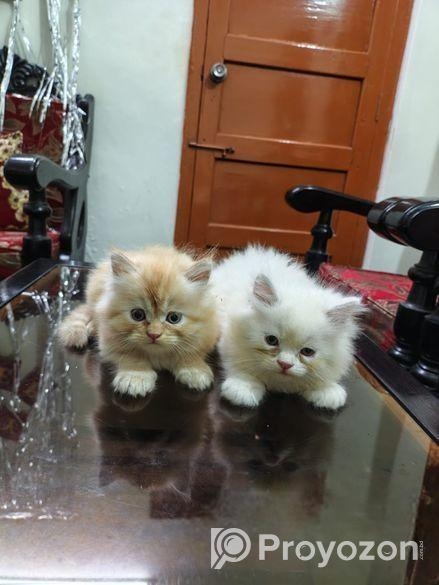 Pure Persian Cat