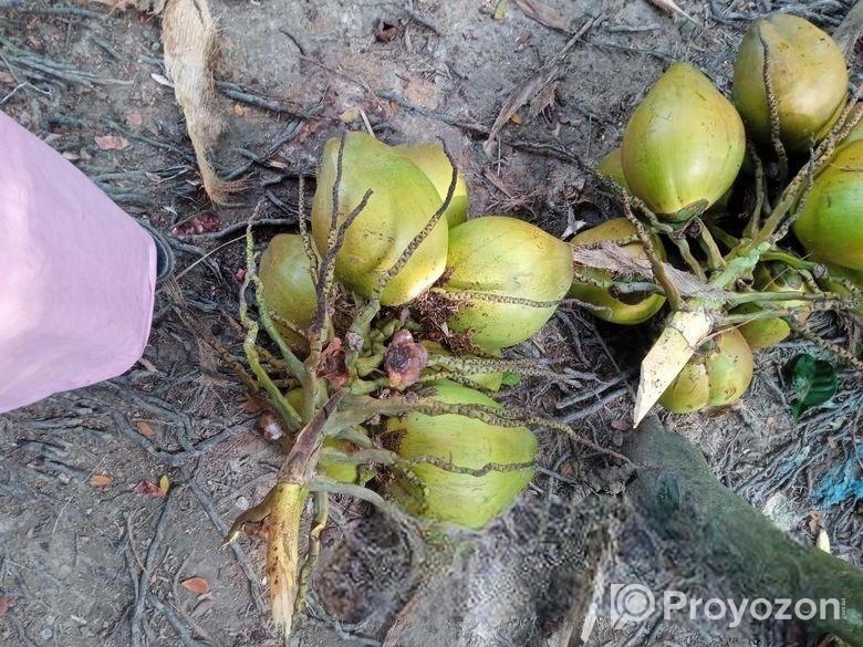 ডাপ বিক্রি
