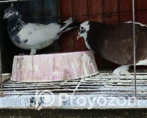 fitted-32_2025-10-01_11-01-23