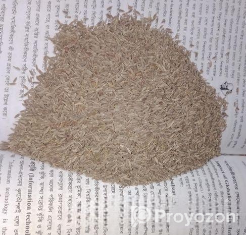 Camin Seeds