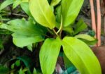 ইনডোর প্লান্ট