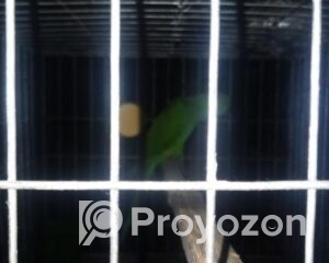 fitted-32_2025-10-13_11-12-48