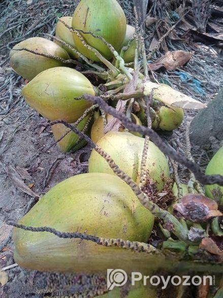 ডাপ বিক্রি