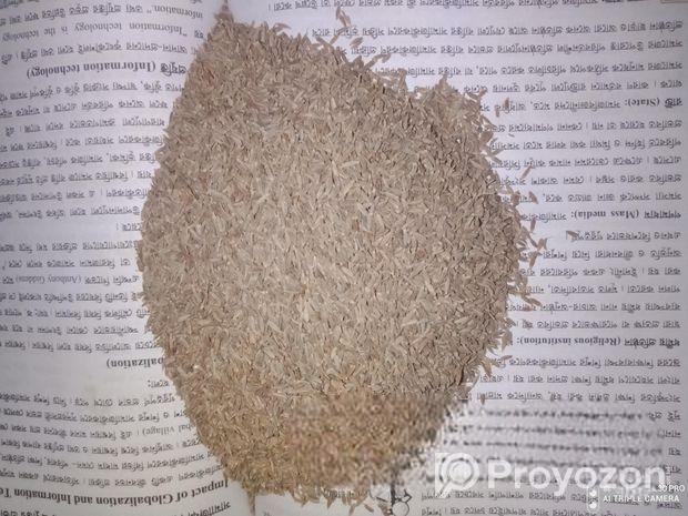 Camin Seeds