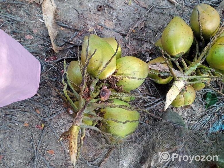 ডাপ বিক্রি