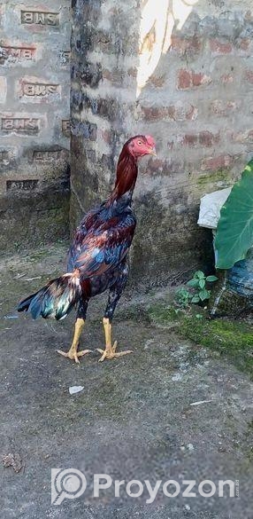 আসিল মুরগ মুরগি